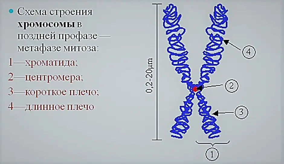 Строение хромосомы человека рисунок