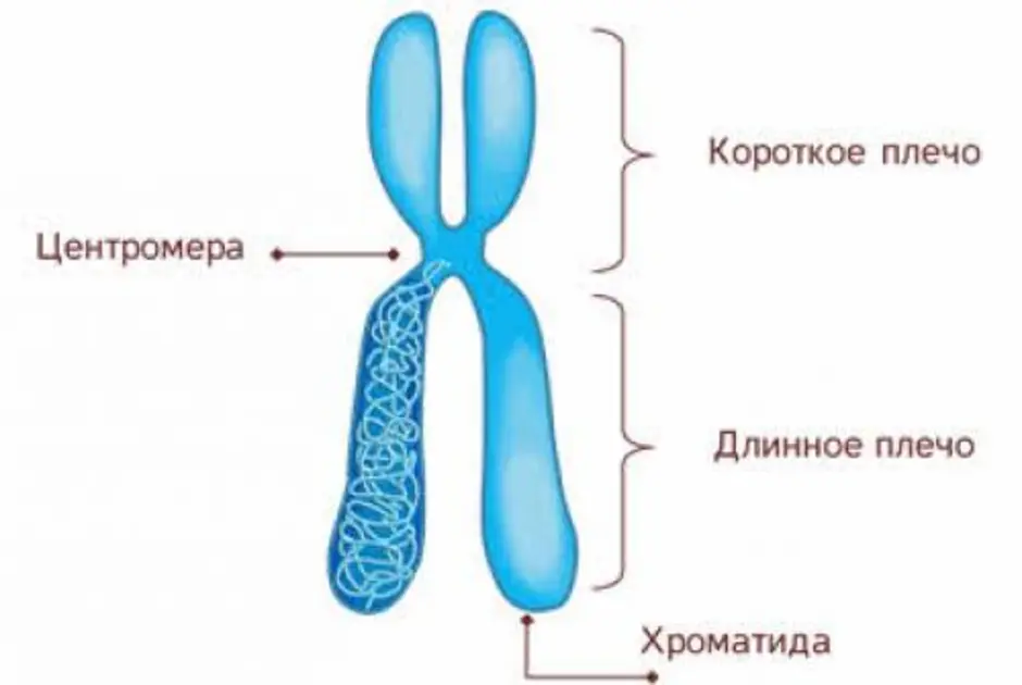 Хроматид в ядре. Строение хромосомы хроматида рисунок. Строение хромосомы центромера. Схема хромосом и хроматид. Хроматида это центромера это строение хромосомы.