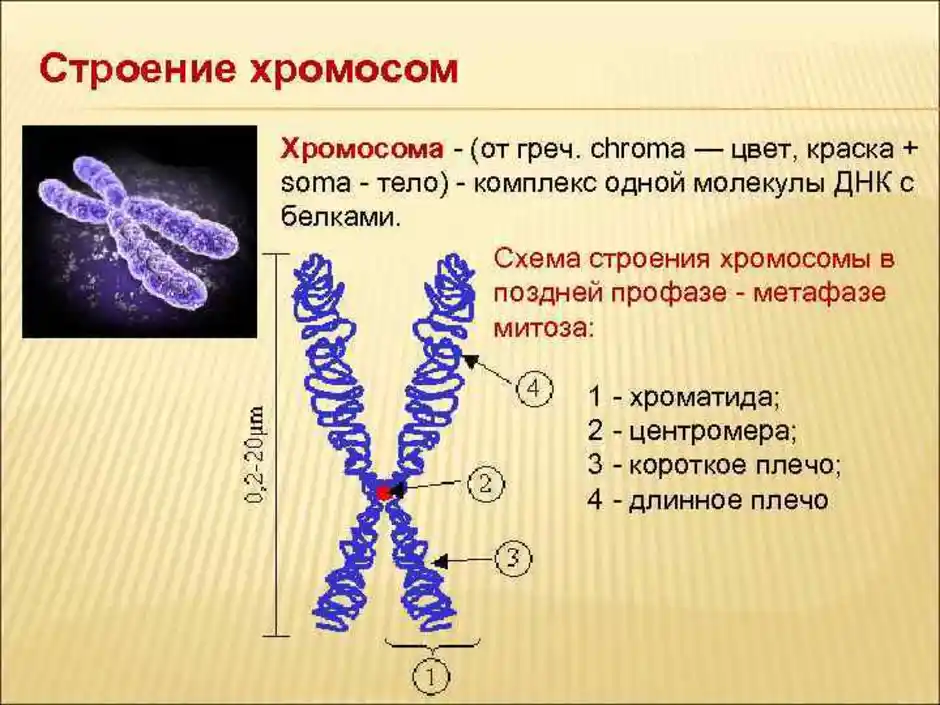 Схема строения хромосомы