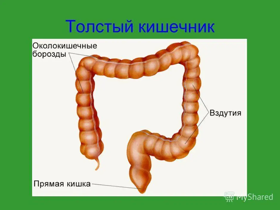 Схема толстого кишечника