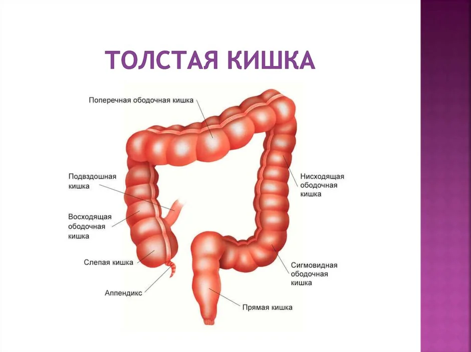 Толстая кишка где находится рисунок у человека картинки