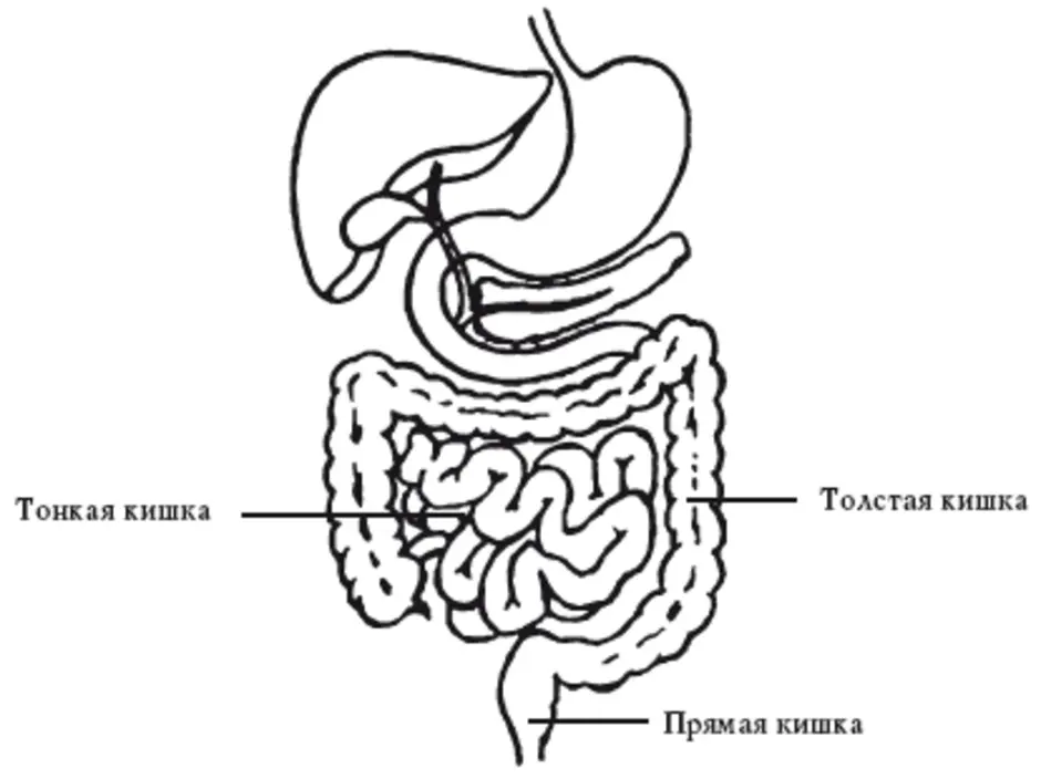 Тонкий кишечник рисунок