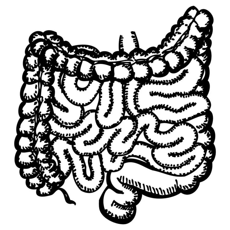 Нарисовать кишечник человека