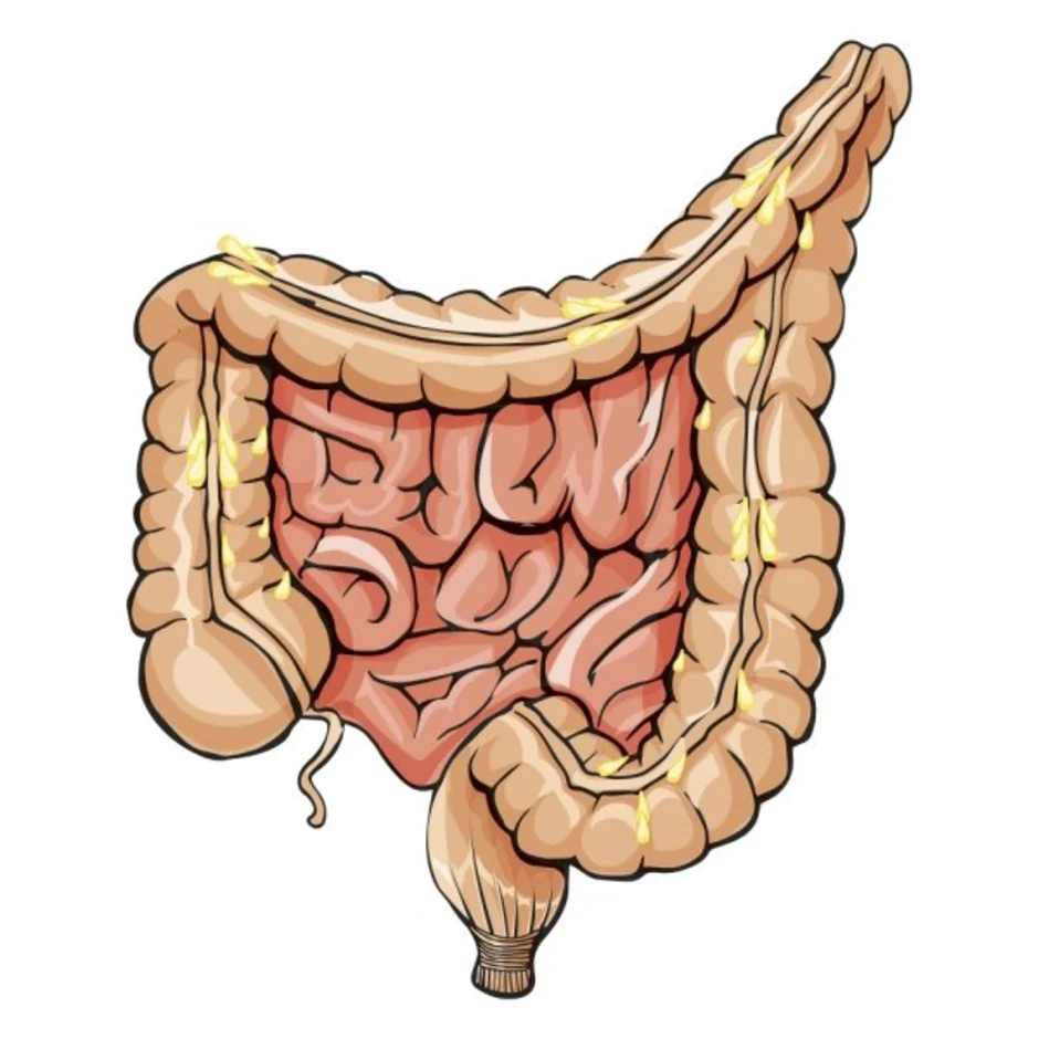 Картинка кишечник человека для детей