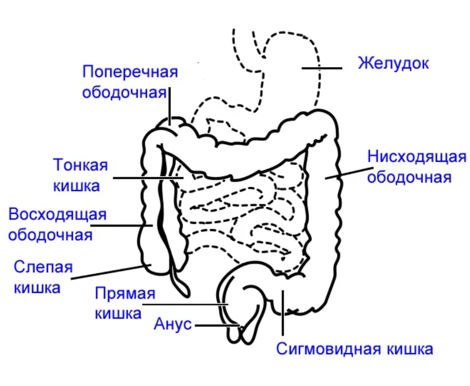 Где находится толстый кишечник у человека картинки