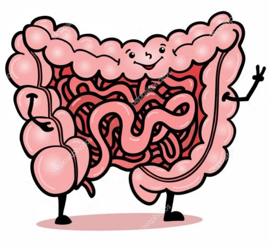 Детский кишечник рисунок