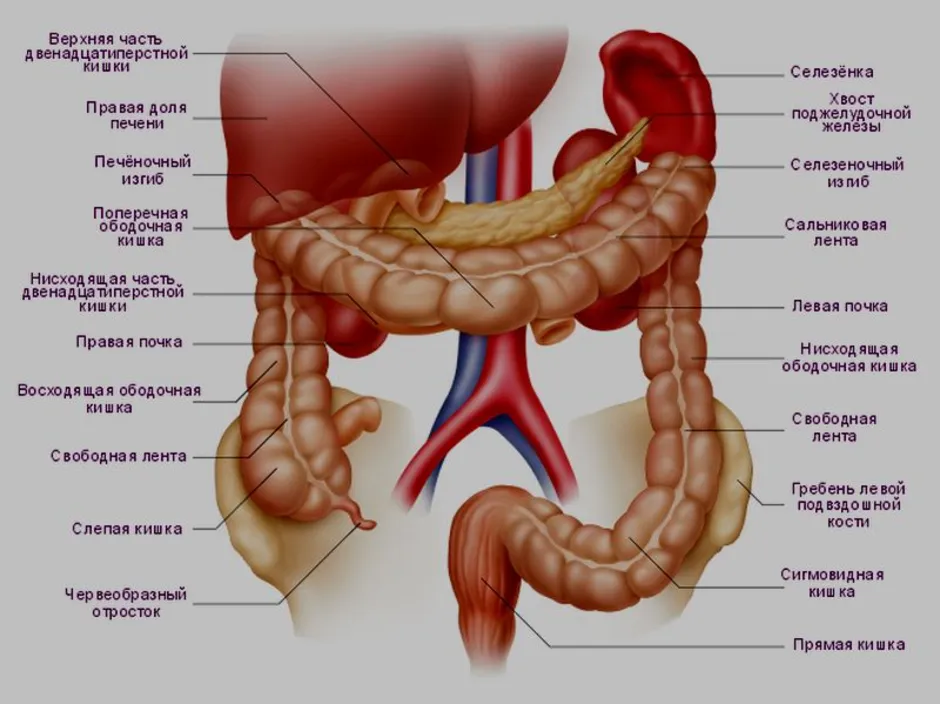 Кишка с правой стороны. Строение кишечника человека схема. Толстая кишка анатомия отделы. Ободочная толстая кишка анатомия. Толстая кишка располагается.