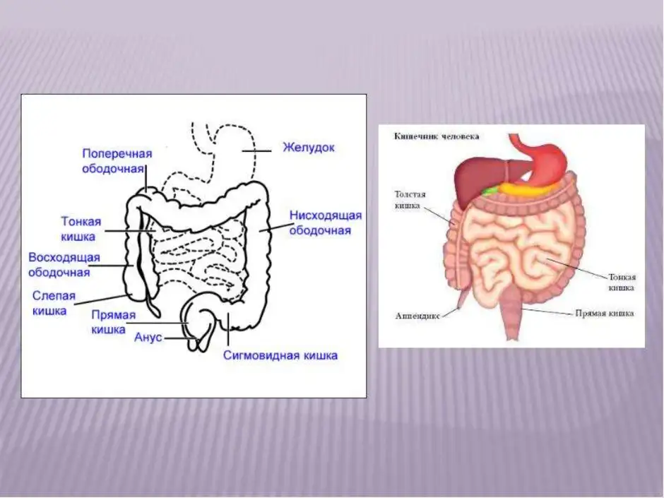 Рисунок толстого и тонкого кишечника