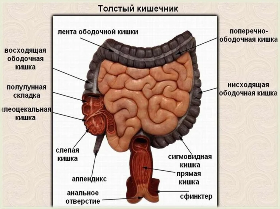 Толстая кишка где находится рисунок у человека картинки