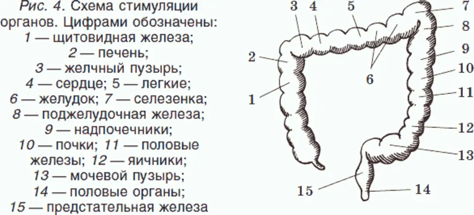 Толстая кишка схема