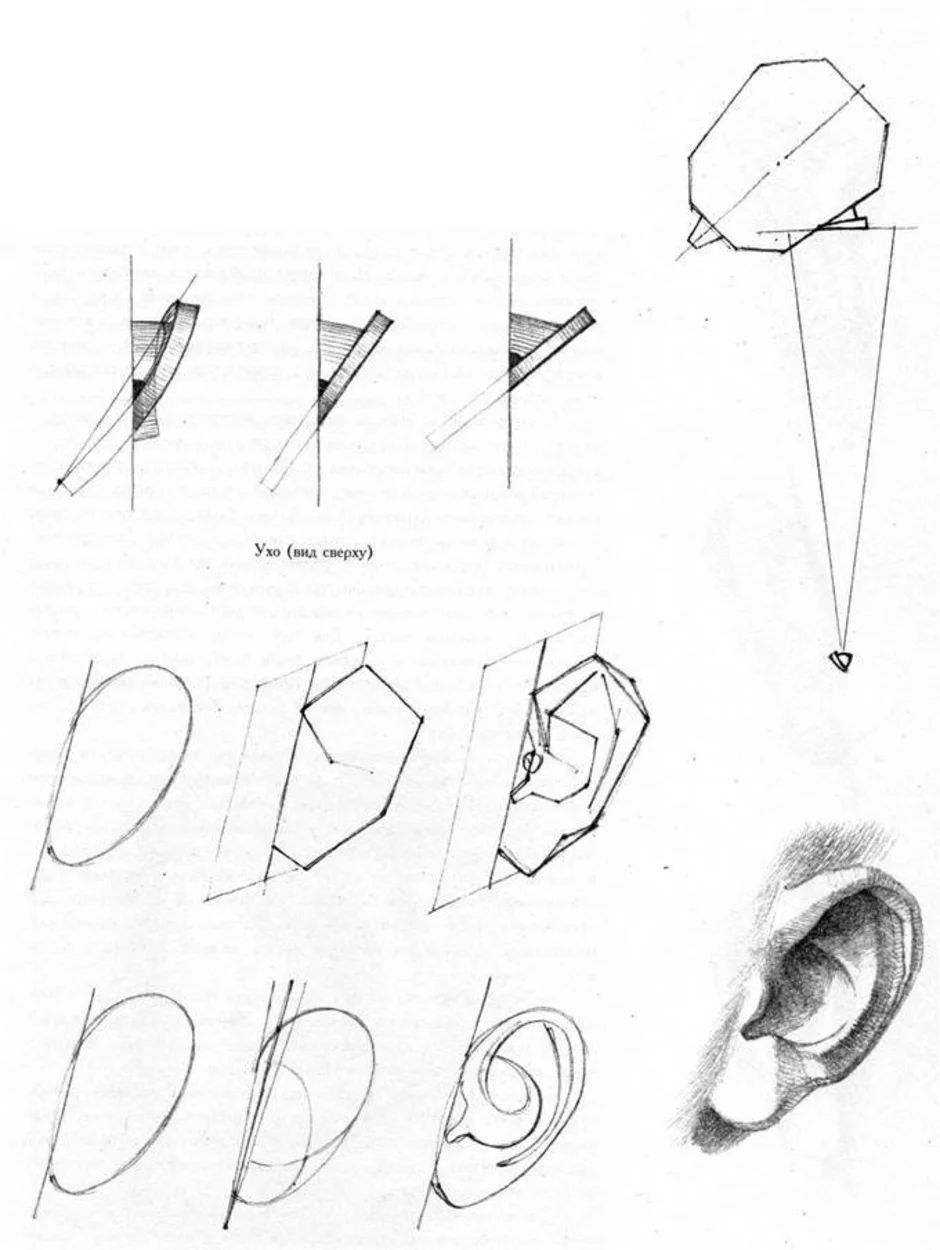 Ухо рисунок схема