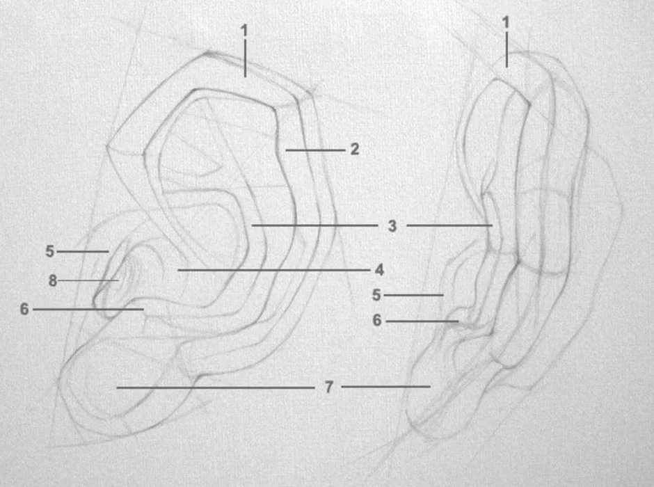Ухо анатомический рисунок