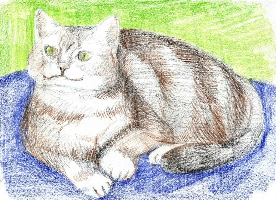 Животное рисунок 7 класс. Рисунки котов. Рисование кошки. Кот карандашом. Домашний питомец рисунок.