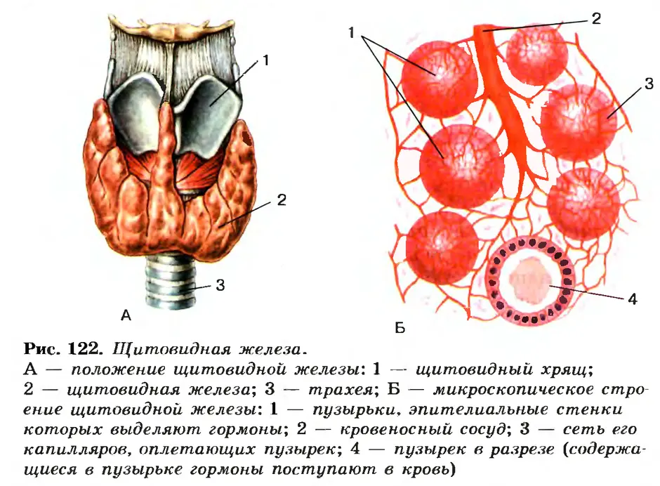 Щитовидная железа схема расположения