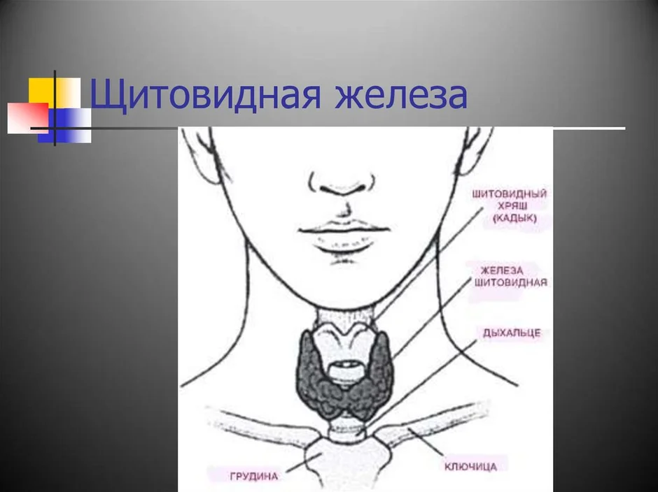 Щитовидная железа где находится схема у женщины