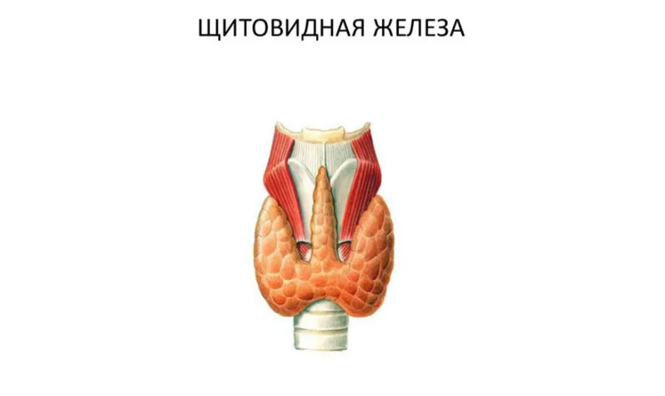 Где у человека находится щитовидная железа анатомия картинки