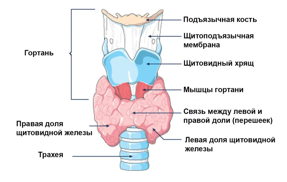 Где находится щитовидная железа у мужчин схема