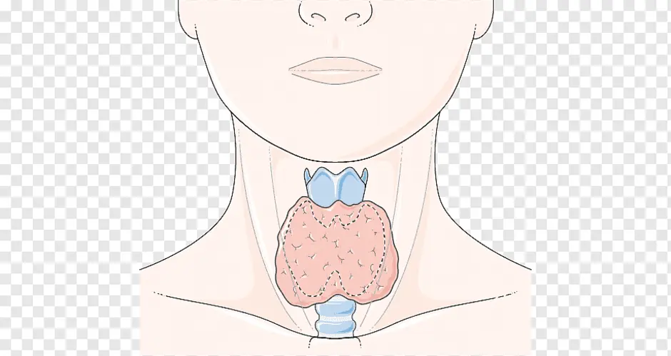 Щитовидная железа человека рисунок