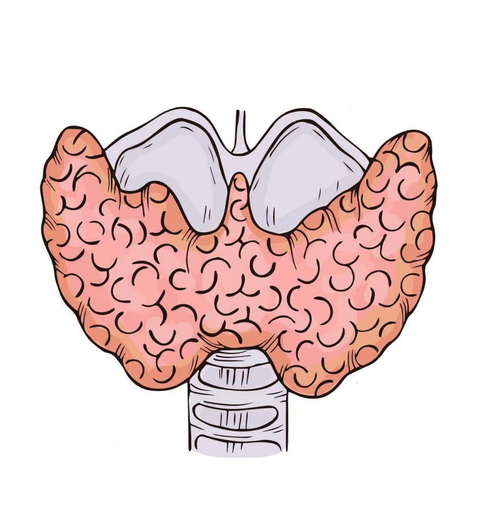 Рисунок щитовидной железы у человека