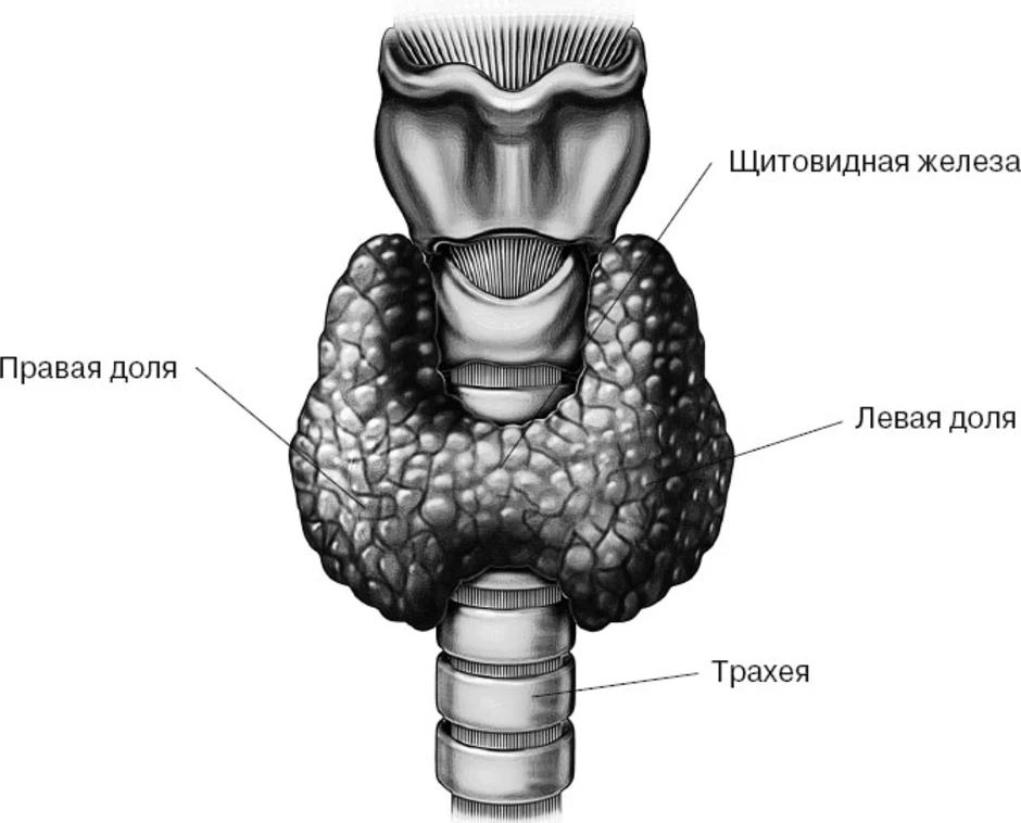 4 щитовидная железа. Гортань и щитовидная железа. Трахея и щитовидная железа. Гортань щитовидная железа трахея. Трахея и щитовидная железа расположение.