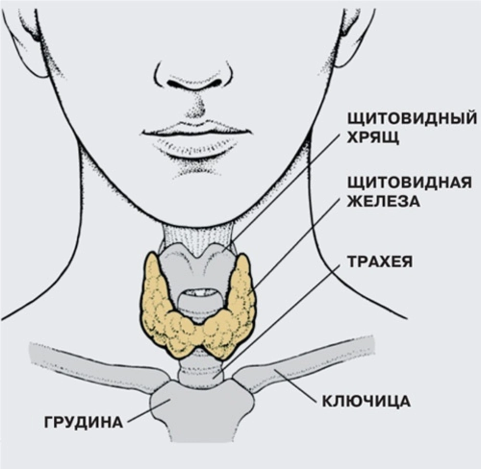 Где расположена щитовидная железа у человека картинка