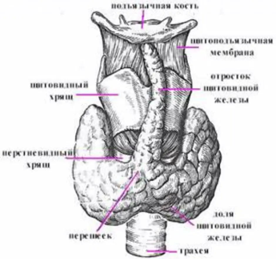 Щитовидная железа структура. Схема строения щитовидной железы. Щитовидная железа строение анатомия. Анатомическое строение щитовидной железы человека. Схема анатомии щитовидной железы.