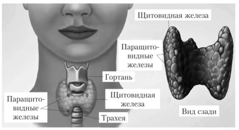 Щитовидная железа паращитовидные железы. Щитовидная железа и паращитовидная железа. Строение щитовидной железы и паращитовидных желез. Щитовидная и паращитовидная железы анатомия. Строение щитовидной и паращитовидной железы.