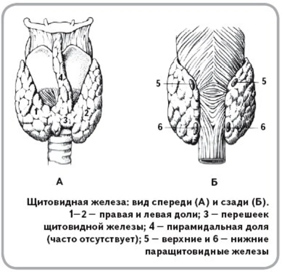 Структура щитовидной железы. Строение щитовидной железы сзади. Схема анатомии щитовидной железы. Паращитовидная железа схема. Щитовидная и паращитовидная железы схема.