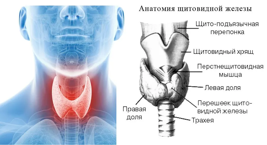 Рисунок щитовидной железы у человека