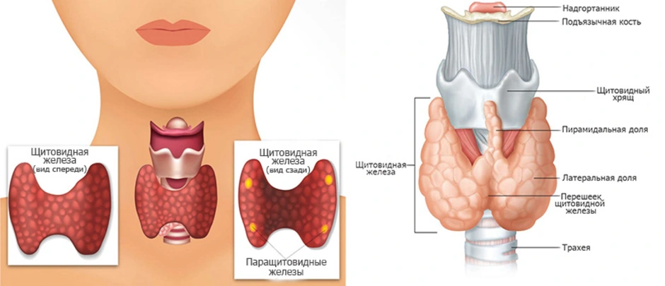 В какой полости расположена щитовидная железа. Щитовидная железа и паращитовидная железа. Перешеек щитовидной железы анатомия. Доли щитовидной железы анатомия.