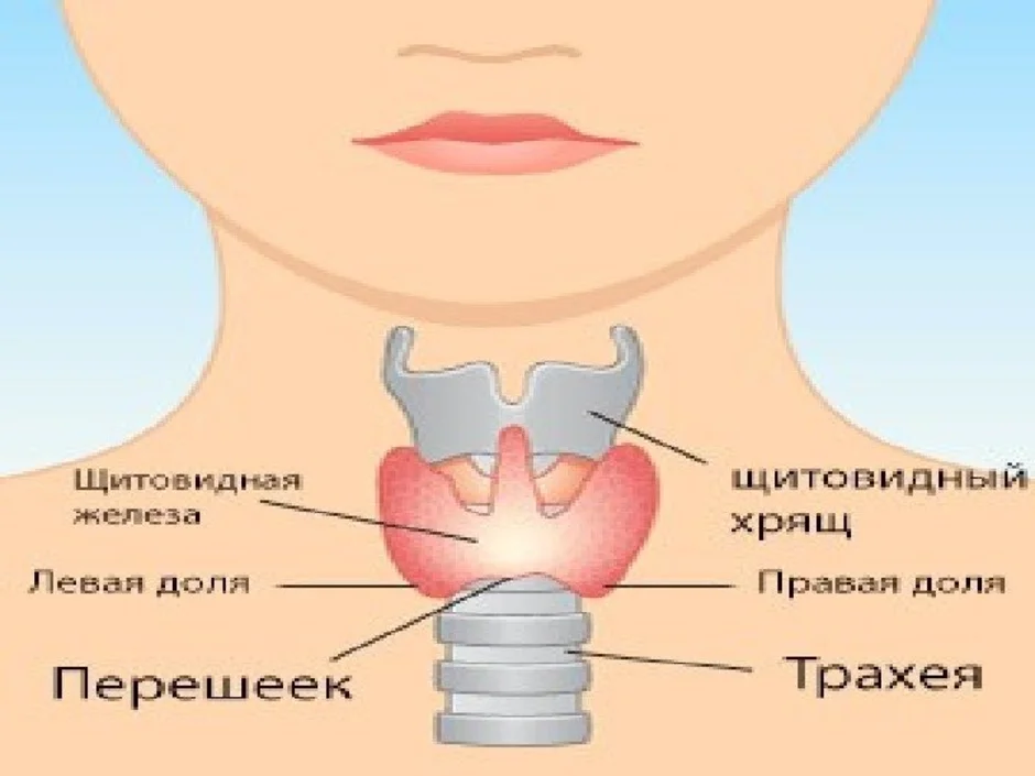 Где щитовидка у женщины схема