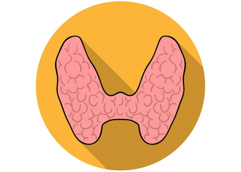 Щитовидная железа картинки рисунок
