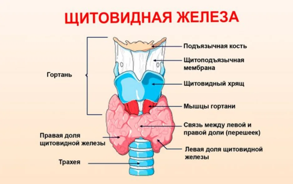 В какой полости расположена щитовидная железа. Анатомическое строение щитовидной железы. Строение гортани и щитовидной железы. Внутреннее строение щитовидной железы схема. Щитовидная железа топография строение.