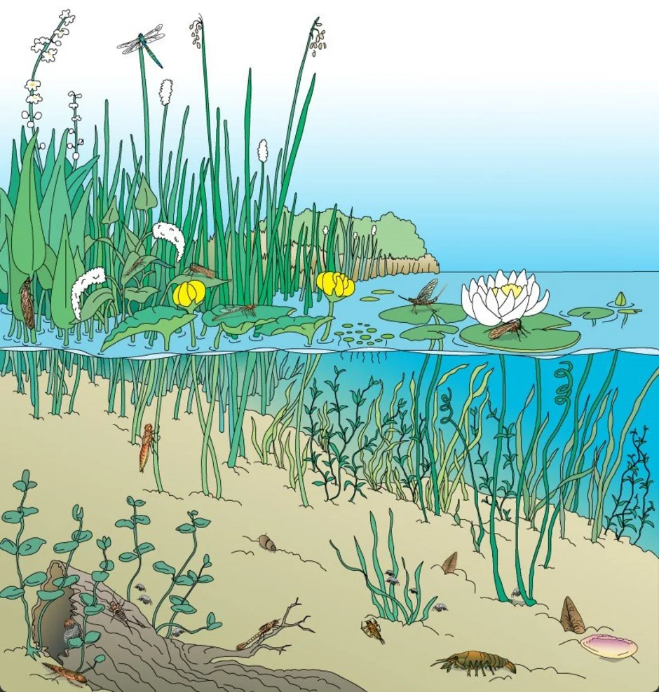 Изучите фрагмент экосистемы водоема представленный. Экосистема пруда. Речная экосистема. Экосистема водоема для дошкольников. Биогеоценоз пруда.