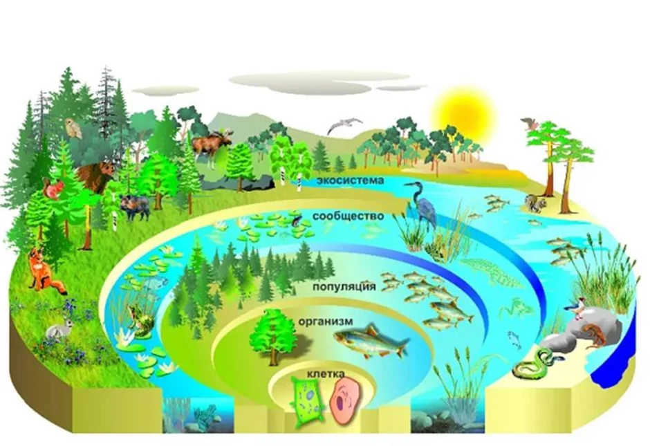 Рисунок экосистемы 7 класс биология