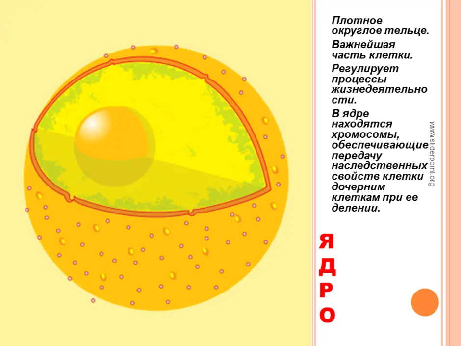 Картинка ядро клетки