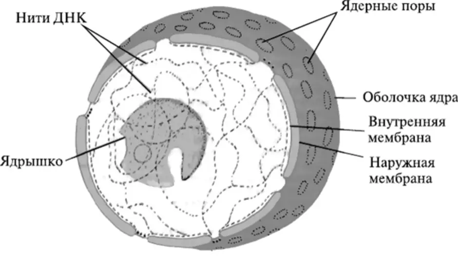 На рисунке изображены структуры ядра эукариотической клетки