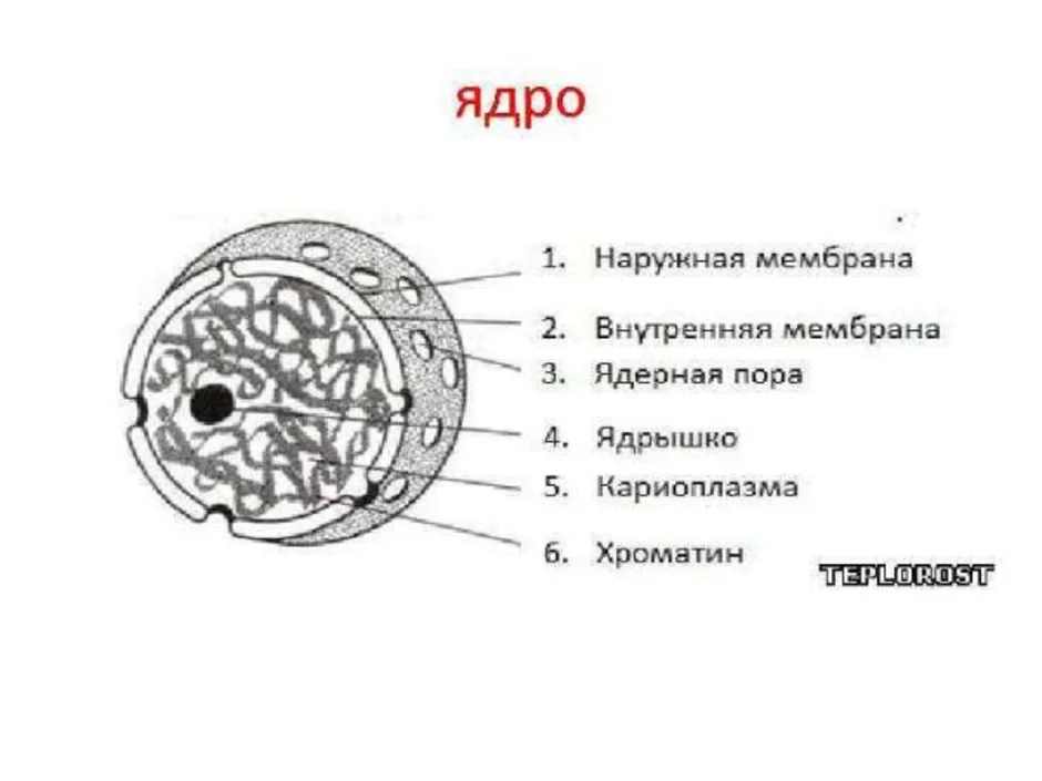 Ядро рисунок. Схема строения ядра клетки. Ядро строение рисунок.