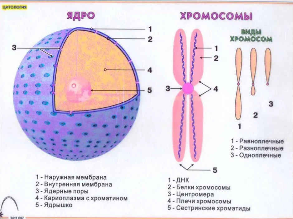 Ядрышко хромосомы