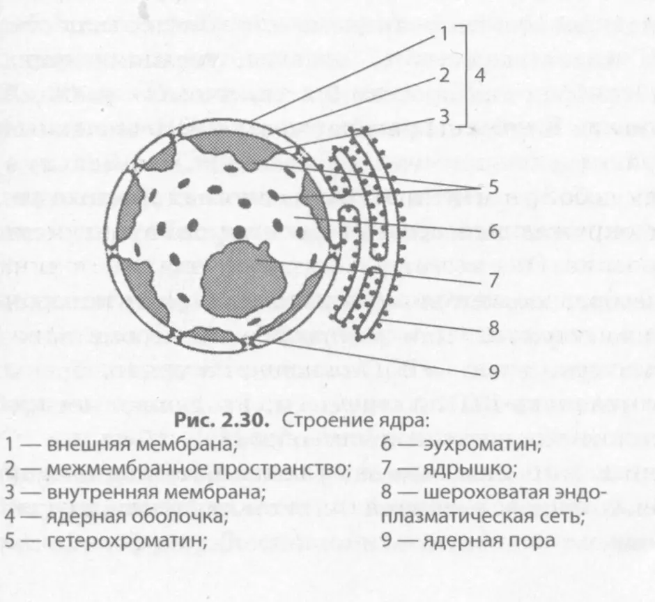 Картинка ядерная мембрана