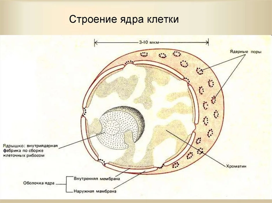 Схема строения ядра клетки