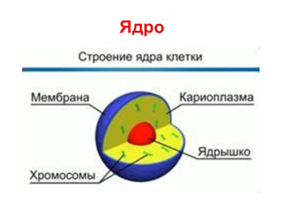 Ядро клетки окружено