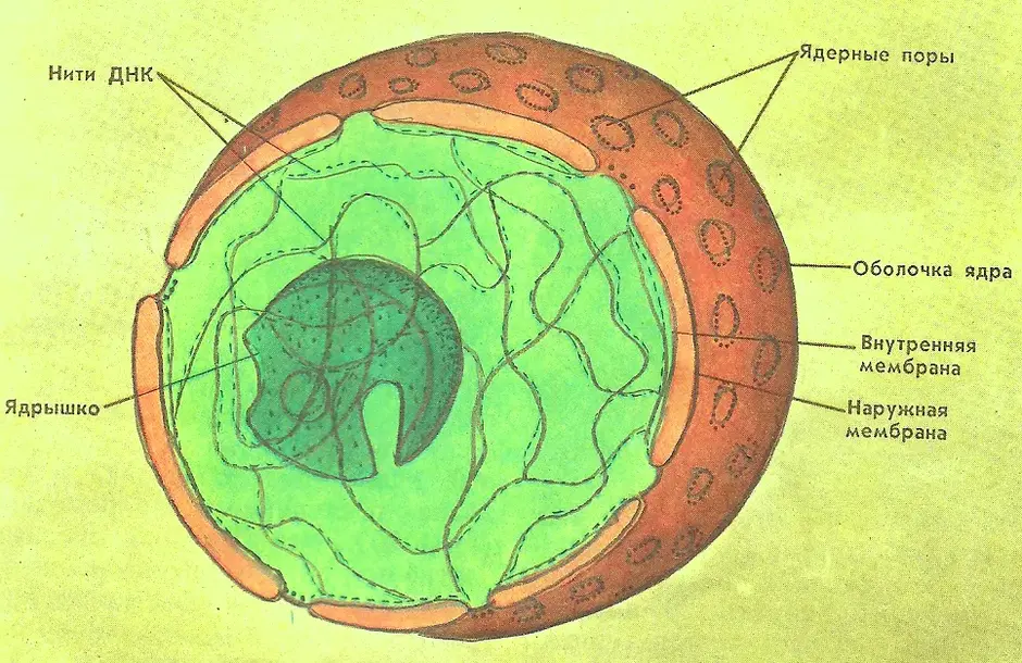 Картинка ядро клетки
