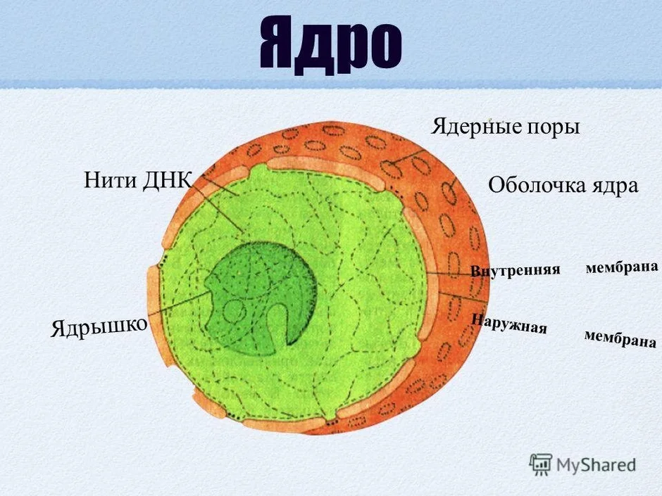 Строение ядра картинка