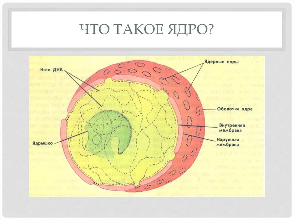 Строение ядра картинка