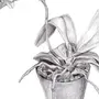 Комнатное растение рисунок