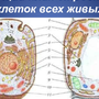 Животная и растительная клетка рисунок