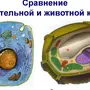 Животная и растительная клетка рисунок