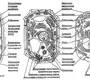 Животная и растительная клетка рисунок