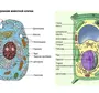 Животная и растительная клетка рисунок